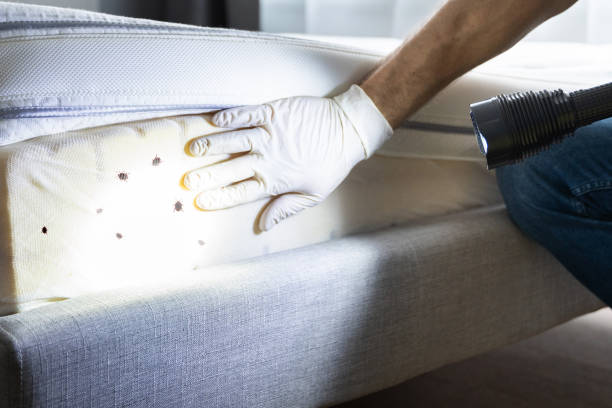 Best Pest Control Near Me in South Hooksett, NH